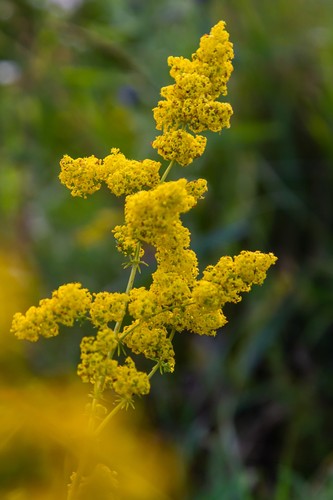Lady bedstraw seeds - bedstraw,