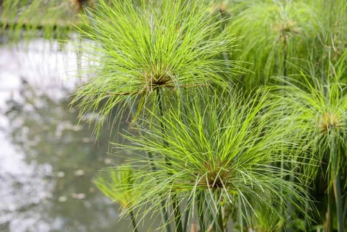 Cyperus papyrus 9cm potted