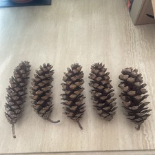 5 Giant Pine Cones, Extra