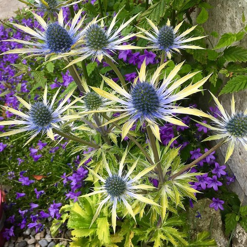 Eryngium plant pot - in,