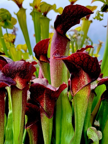 Sarracenia willisii minor - willisii,