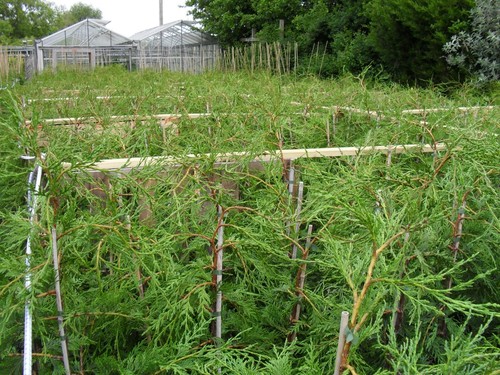 3ft leylandii collection - 1,