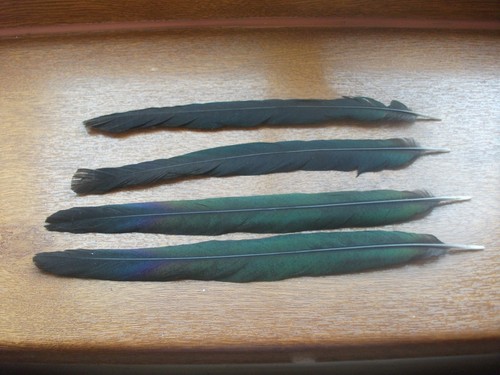 Magpie center tail feathers - 4,