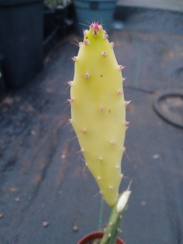 Variegated opuntia dillenii - variegated,