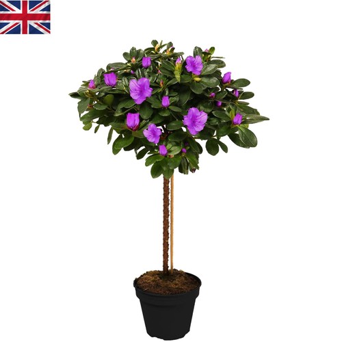 Attractive 3ft azalea - attractive, 2-3ft