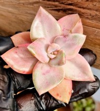 Graptoveria BAINESII Variegated succulent plant Rare Clustering large growing 