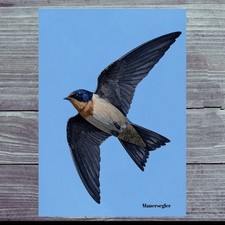 Photo magnet swift, fridge