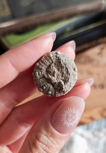 Echinoid fossil sea - fossil,