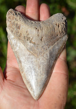 ?STUNNING BIG 5.2" MEGALODON SHARK TOOTH, ?BIGGEST UK STOCK OF INDO MEGS? R1