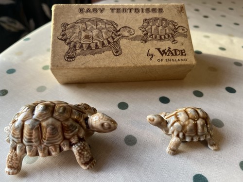Baby tortoises wade - baby,
