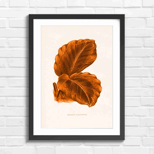 Vintage maranta roseo - vintage, picta