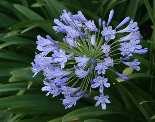Dwarf blue lily - 30,