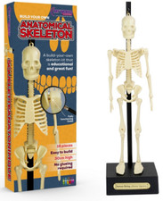 Medical Anatomical Human