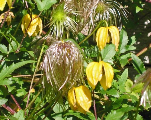 Seed rare heirloom golden - golden, bell