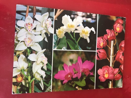 Madeira orchids - madeira., orchids.