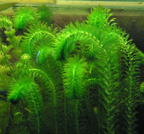 Elodea densa oxygenating - elodea,