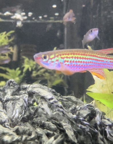 Aphyosemion striatum lambarene - aphyosemion,