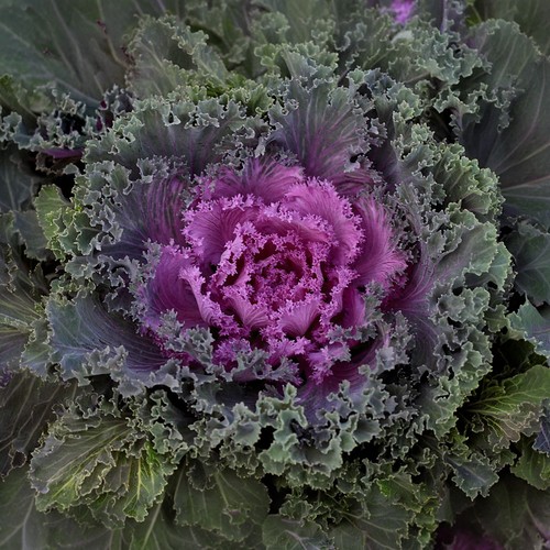 Ornamental cabbage nagoya red - cabbage,