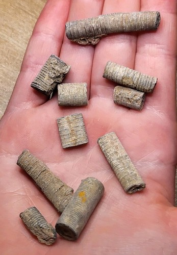 Crinoid fossils dinosaur - 10,