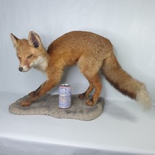 Vintage 1994 Taxidermy Female