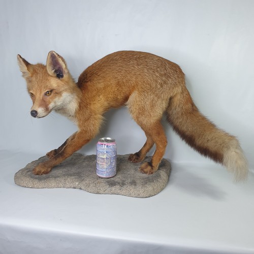 Vintage 1994 taxidermy - vintage,