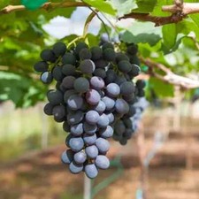Vitis Zilga edible grape   in
