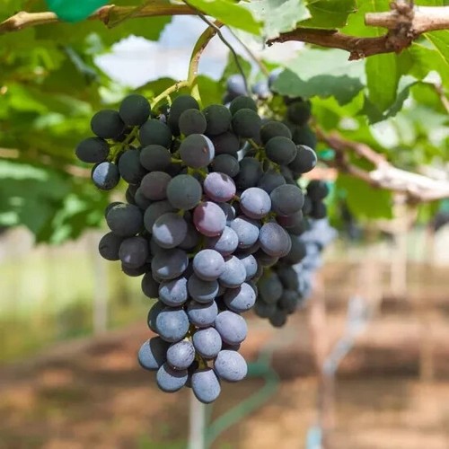 Vitis zilga edible grape - edible, in