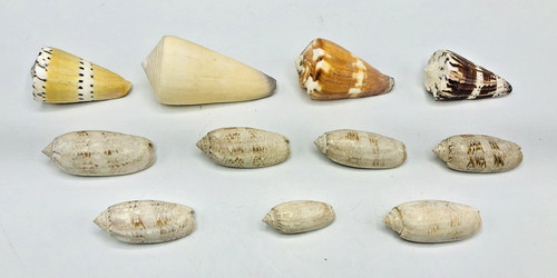Lot cone shells purple - lot,