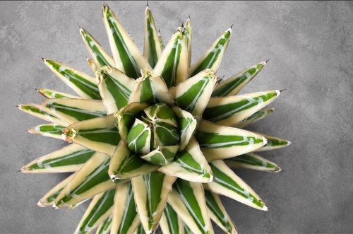 Agave white rhino xxl - rhino’,