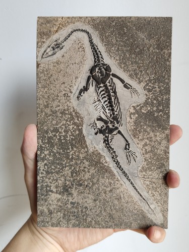 Keichousaurus skeleton fossil - skeleton,