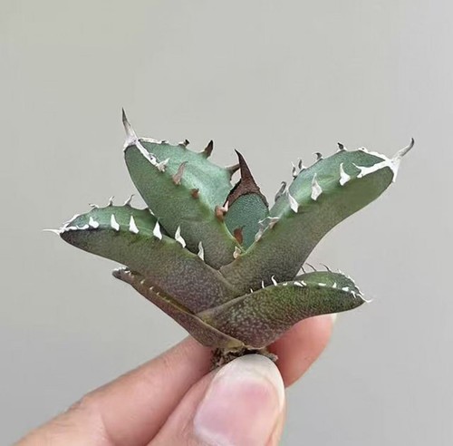 1pcs seedling 6cm agave - 4-6cm,