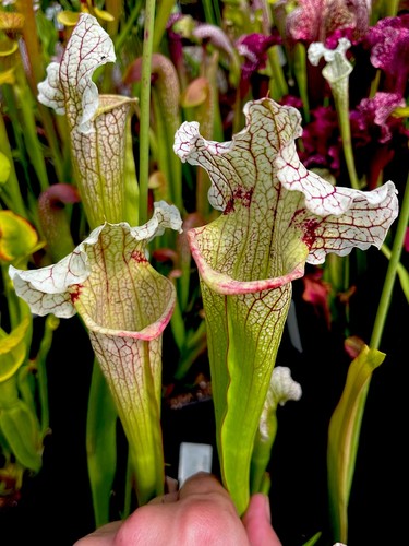 Sarracenia mitchelliana - sarracenia, x
