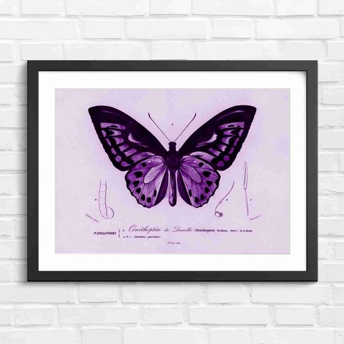Ornithoptera butterfly - ornithoptera,