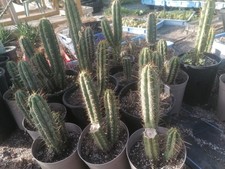 Large Mother Plants, Collectors Cactus. Rooted Big Plants. 