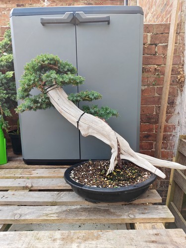 Tanuki needle juniper bonsai - tanuki,
