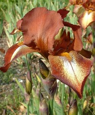 Iris 'Kent Pride'