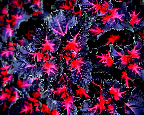 Coleus black dragon lulu - 25,