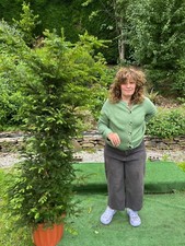 1 x Extra Large Yew Tree. Evergreen (taxus baccata) 160cm.inc.pot