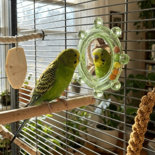Colorful ball parrot mirror - ball,