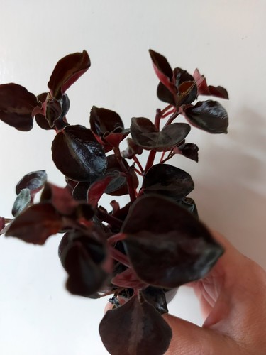 Peperomia metallica well - peperomia,