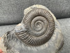 Dactylioceras sp. Jurassic