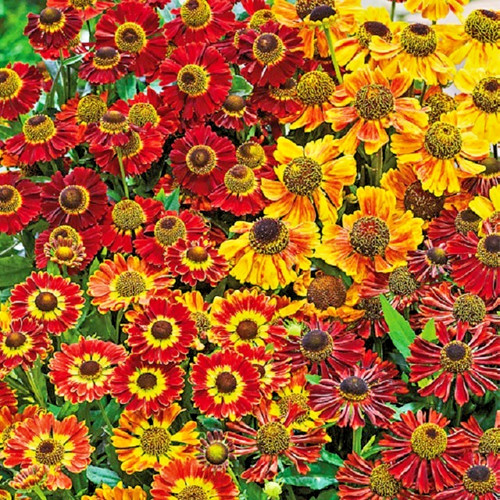 Helenium autumnale seeds - seeds,