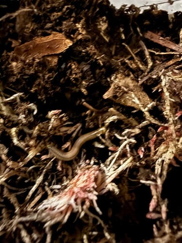 Bumblebee millipede - bumblebee,