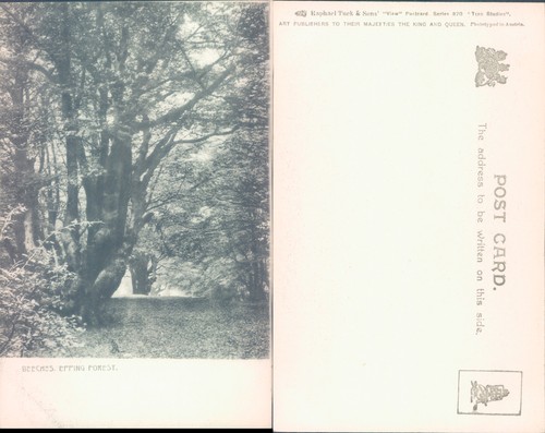 Beeches epping forest raphael - forest,
