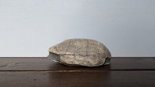 Turtle Fossil Replicas |