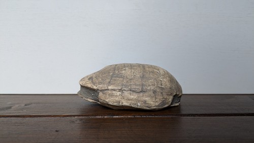 Turtle fossil replicas - turtle,
