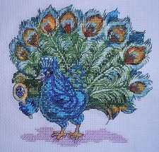 CL90 Looking Good! Peacock