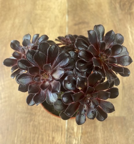 Aeonium arboreum schwartzkopf - aeonium,