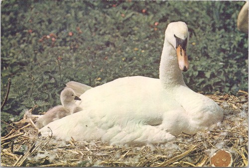 The swan mute cygnet natural - cygnet,