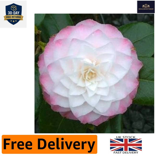 Evergreen white camellia - white,